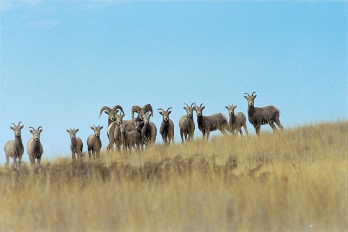 Mouflons - Crédit photo Tourism British Columbia