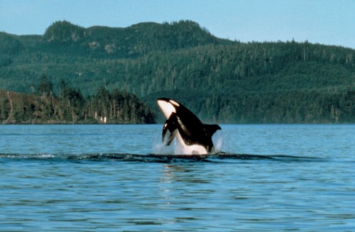 Observation des orques 2 - Crédit photo Tourism British Columbia