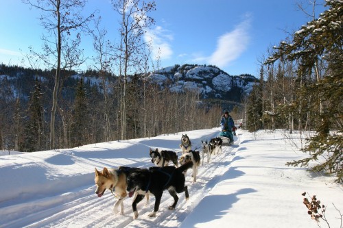 Chiens de Traineau - Credit Photo Government of Yukon - Joseph Bradley