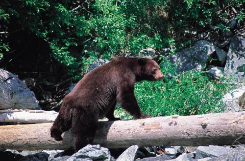 Ours - Credit Photo Tourisme BC - Tom Ryan