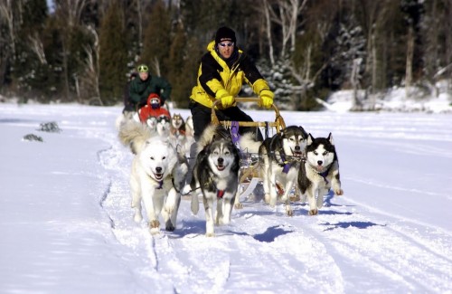 Chiens-de-Traineaux