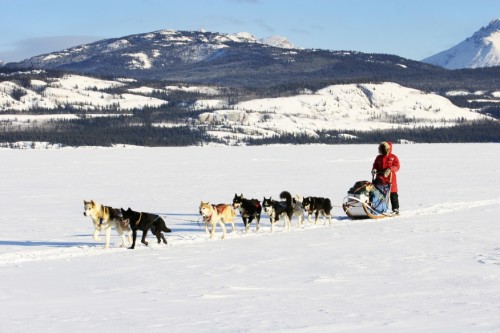 Chiens de traineaux - Crédit photo Government of Yukon