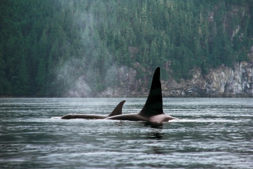 Observation des orques - Crédit photo Tourism British Columbia, Adrian Dorst