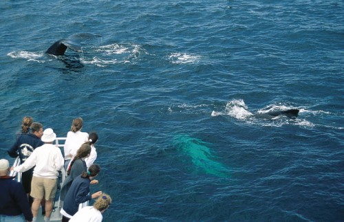 Observation-des-Baleines
